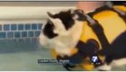 News anchor loses it over a swimming cat