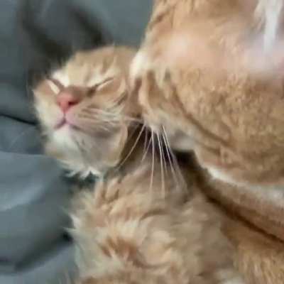 Cornbread and Beans are getting along just fine now