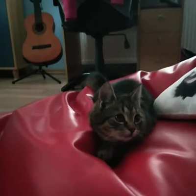 tried making a cute video of my cat
