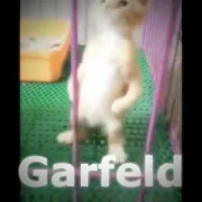 GARFIELD SUS