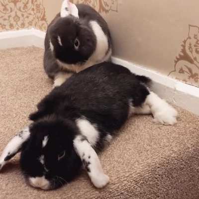 Borgin and Burke my sweet angel boys