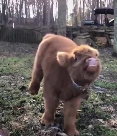 Cows are the best