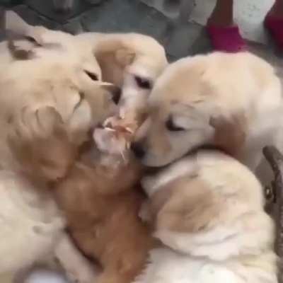 touch tha cat