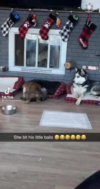 Well that’s one way of castrating a dog