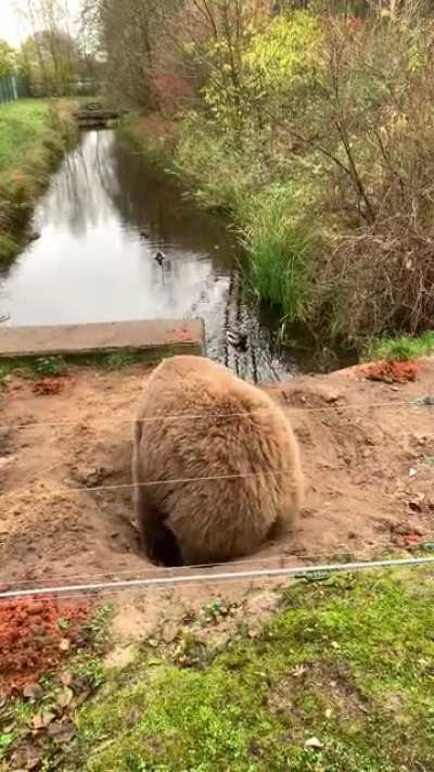 This bear dug a sitting pit to watch her favorite duckies
