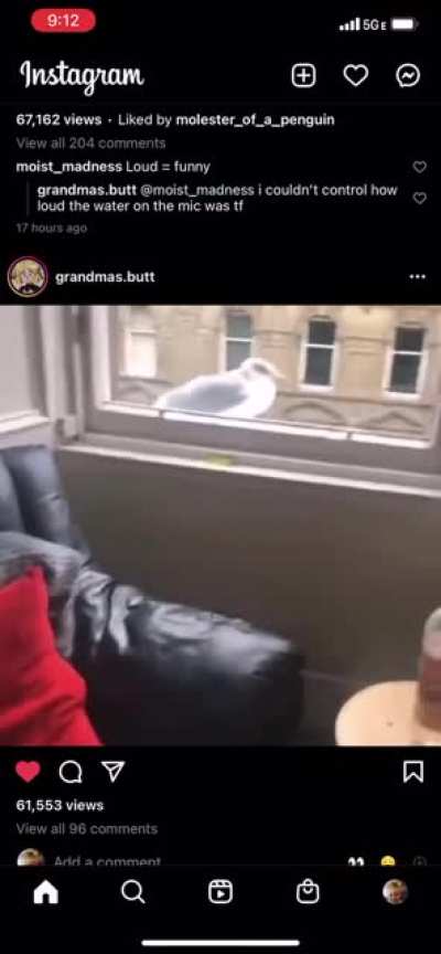 Birb jumped