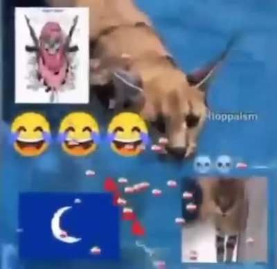 Big floppa حلال 😱