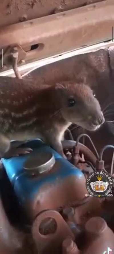 Onde arrumo um cachorro destes?