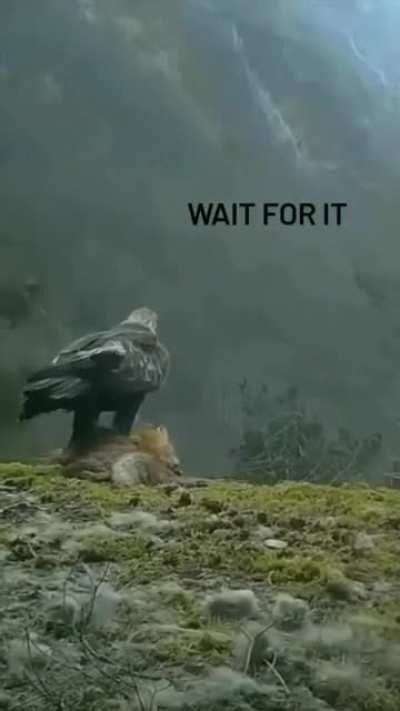 𝑀𝒶𝒿𝑒𝓈𝓉𝒾𝒸 𝕻𝕽𝕰𝕯𝕬𝕿𖣘𝕽 🦅
