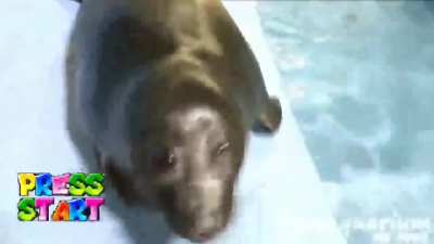 Super Seal 64
