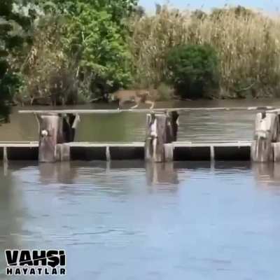 Dehşet
