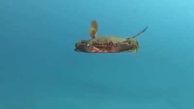 Thanks, I hate this crab