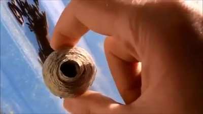 Squeezing an empty wasp nest. Couldn’t crosspost so credit to u/apollyon094