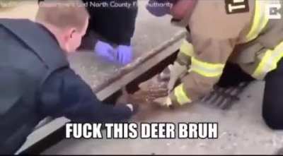 Fuck this deer