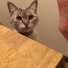 Meow...