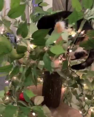 I surprised Tuna with her very own Christmas tree 🎄😸 Watch her reaction