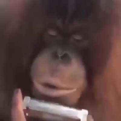 Jaja un chango Está va pal Orslok 🖕