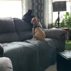 The greatest video ever. That is all.