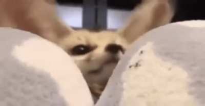 Ears