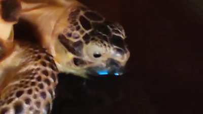 Drinking tortoise