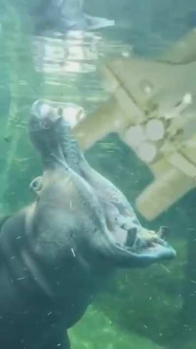 Hippos can open their mouths 150 degrees!