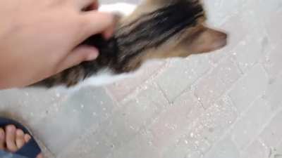 İstanbul, the capital of cats vol. 2 | A purr-yelling boi