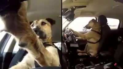 Dog driving a custom made car