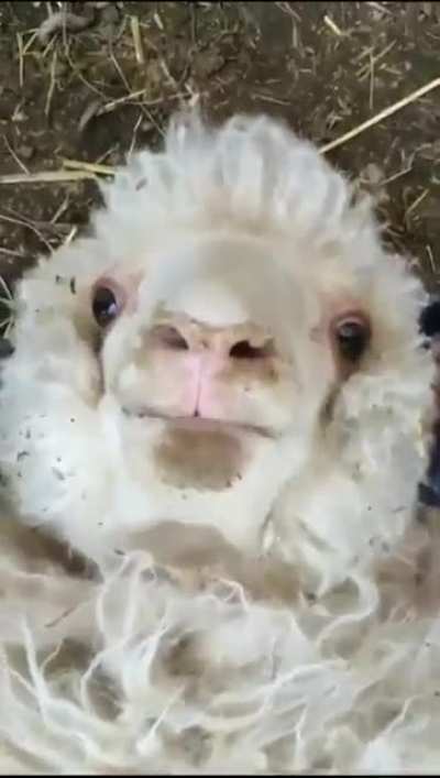 BAA