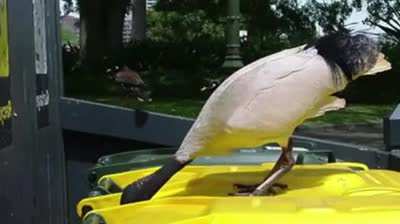 Cool song about nature or is it?