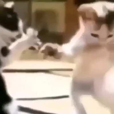 😸😸😹😹😺<wbr>😹😸🙀😹😸<wbr>😺😻🙀😼😺<wbr>😹😸