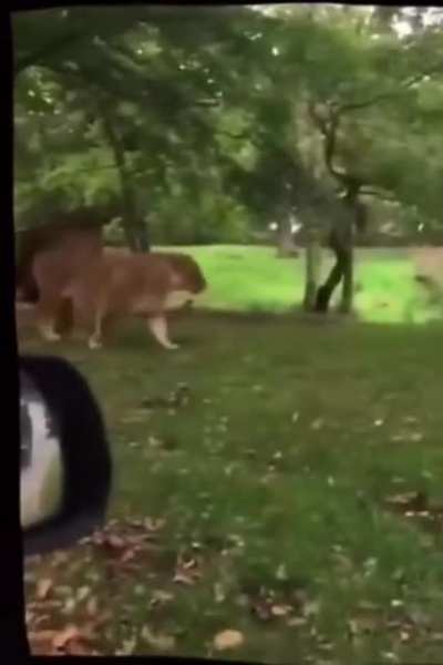 Majestic Lions :D