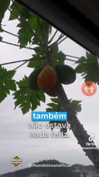 O mamoeiro