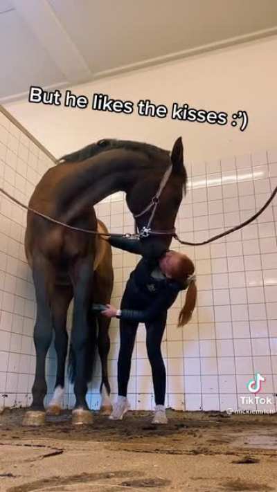 Did you know horses can be ticklish?