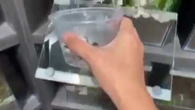 Lizard feeding time