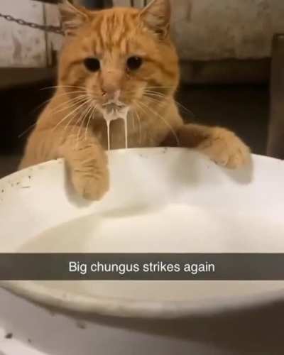 Cat thief's