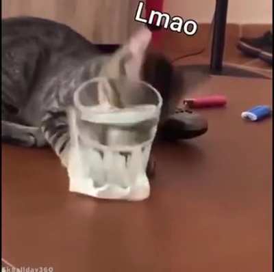 Aqua feline