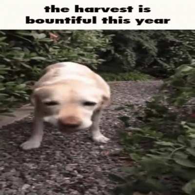 the h