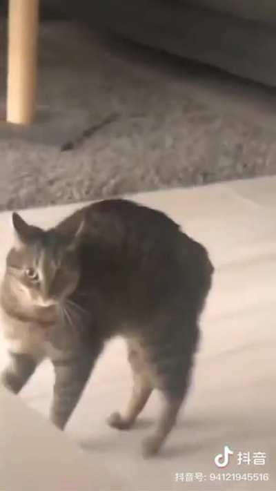 What's it like to have a rebellious and strange cat?