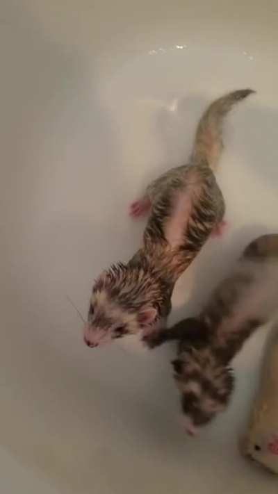Stuart little