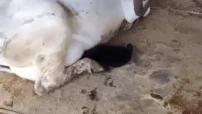 Resting cow
