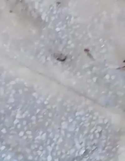 Wasp vs. Cockroach
