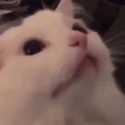 hehe funi cat goes nya