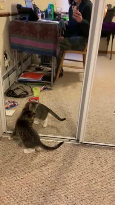 Hold my catnip while I learn about mirrors.