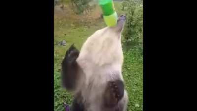 Thirsty Bear