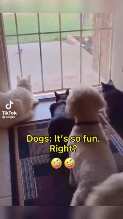 Bad dog!