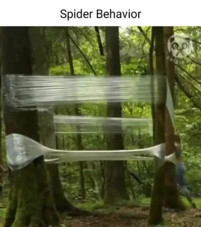 Jesse ive become a spider.