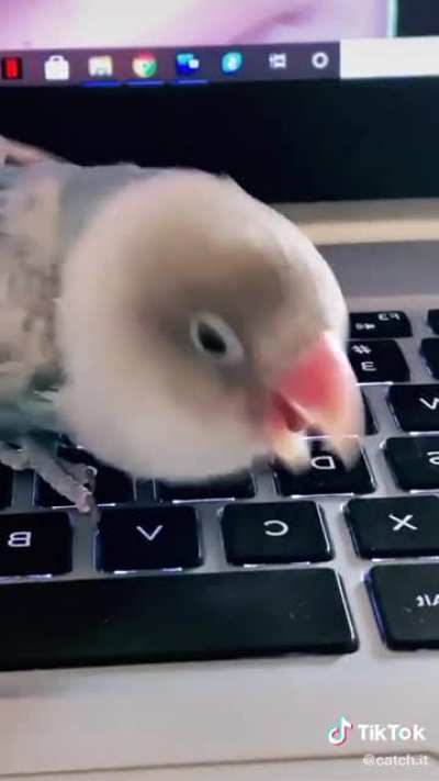 Spreading Birb Love: Day 33