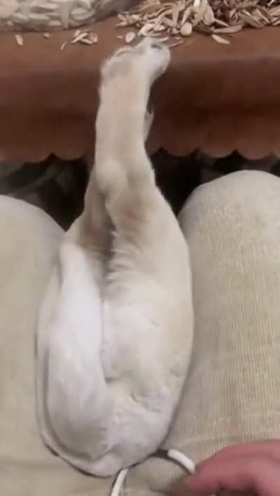 Poor dog