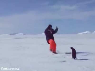 cute penguin