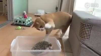 To hit a hedgehog